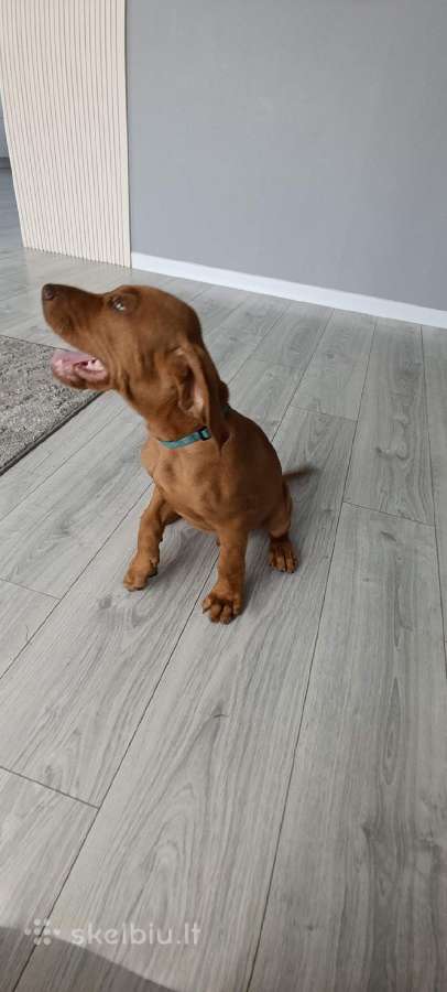 Vizsla Šuniukai pasiruošę keliauti į naujus namus - nuotraukos Nr. 38