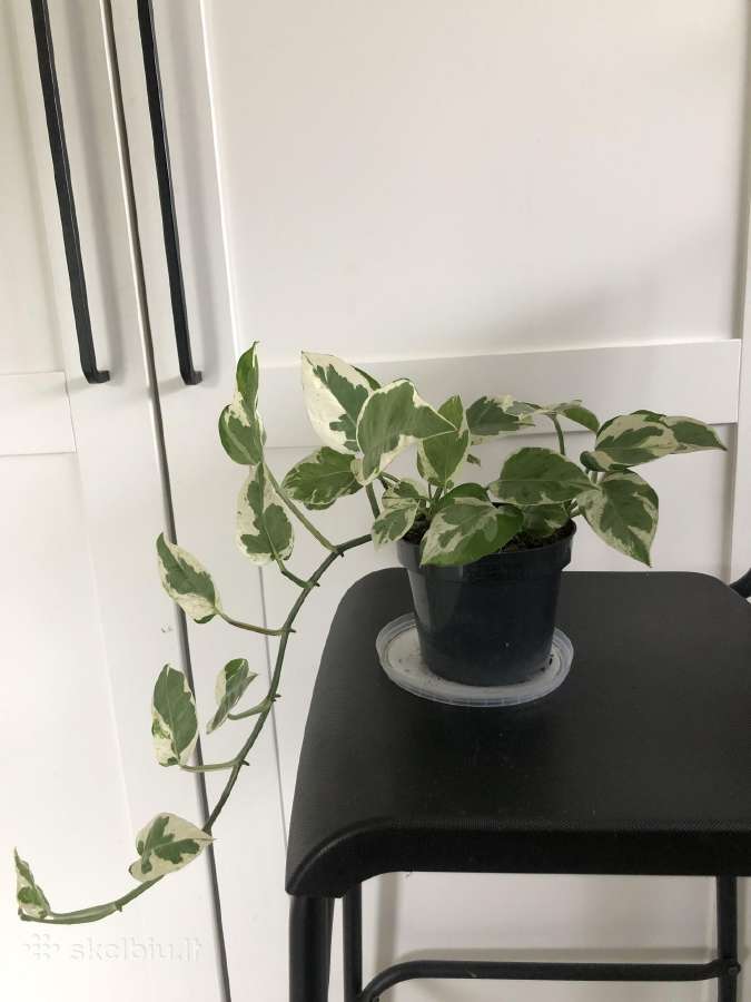 Scindapsus Pearls Jade - nuotraukos Nr. 2