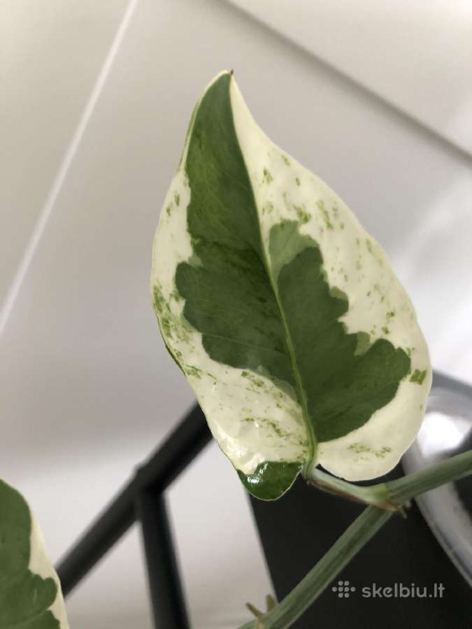 Scindapsus Pearls Jade - nuotraukos Nr. 4