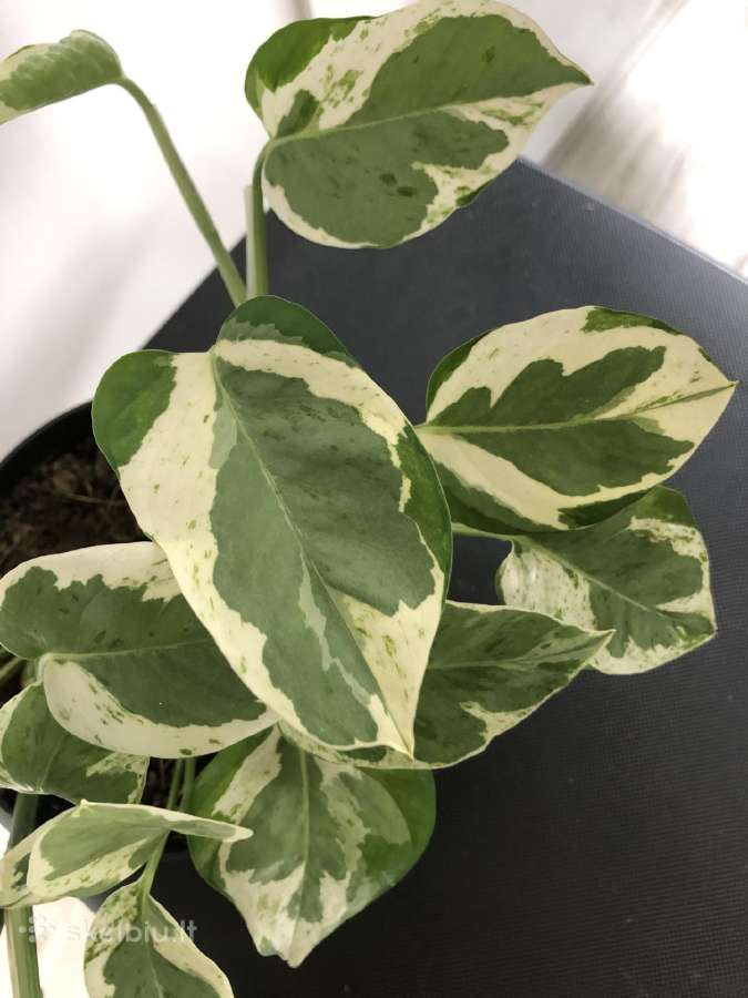 Scindapsus Pearls Jade - nuotraukos Nr. 5