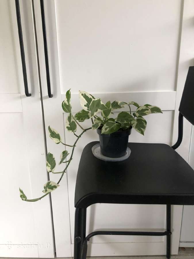Scindapsus Pearls Jade - nuotraukos Nr. 6