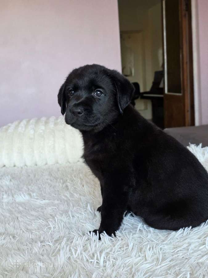 Labradoro retriveris - nuotraukos Nr. 2