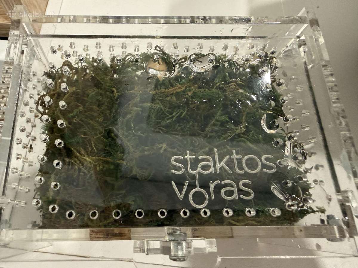 Raudonasis meksikos paukštėda - nuotraukos Nr. 4
