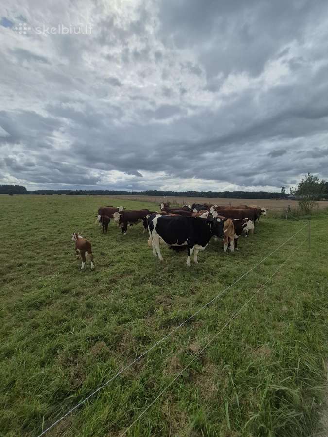 Parduodama banda gyvulių - nuotraukos Nr. 2
