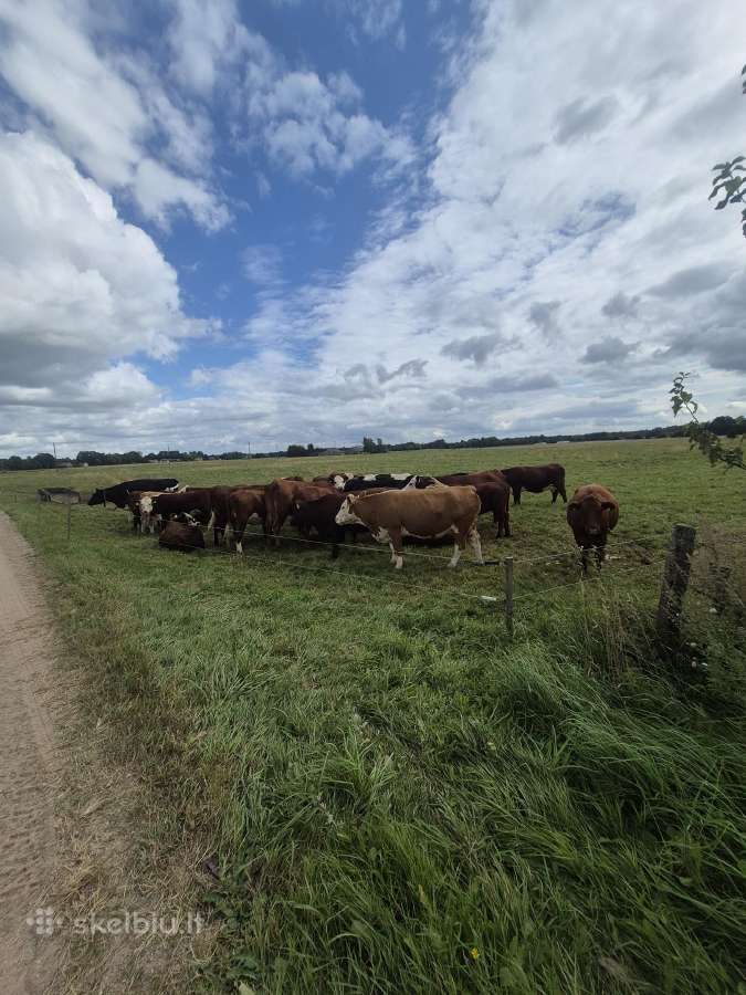 Parduodama banda gyvulių - nuotraukos Nr. 3