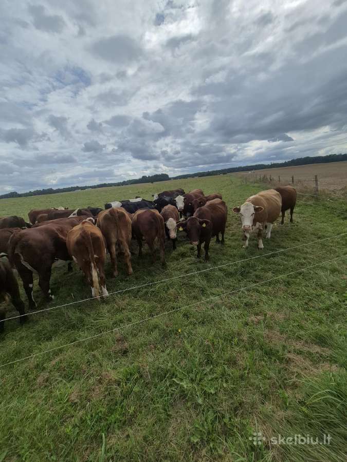 Parduodama banda gyvulių - nuotraukos Nr. 4
