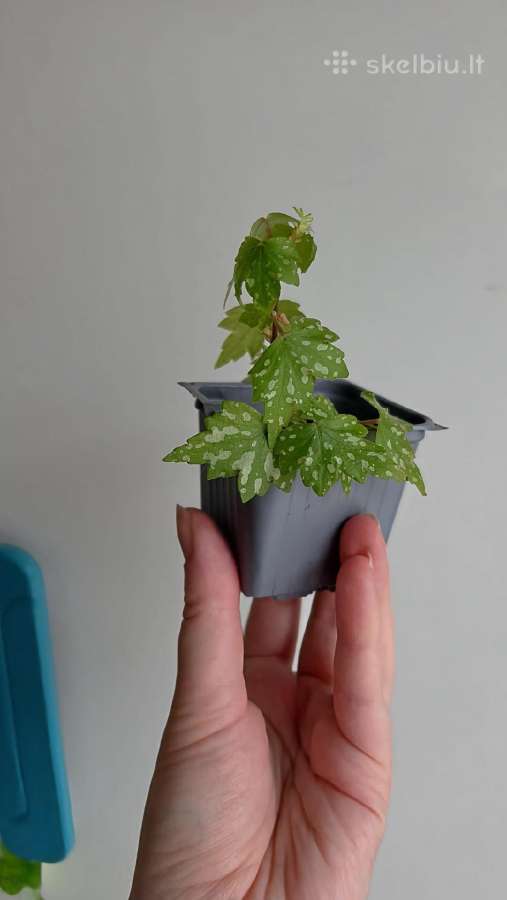 Begonia dregei glasgow - nuotraukos Nr. 4