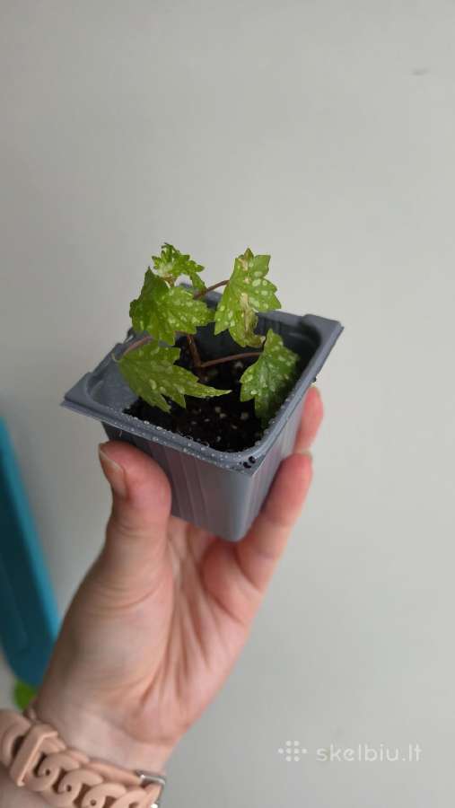Begonia dregei glasgow - nuotraukos Nr. 3