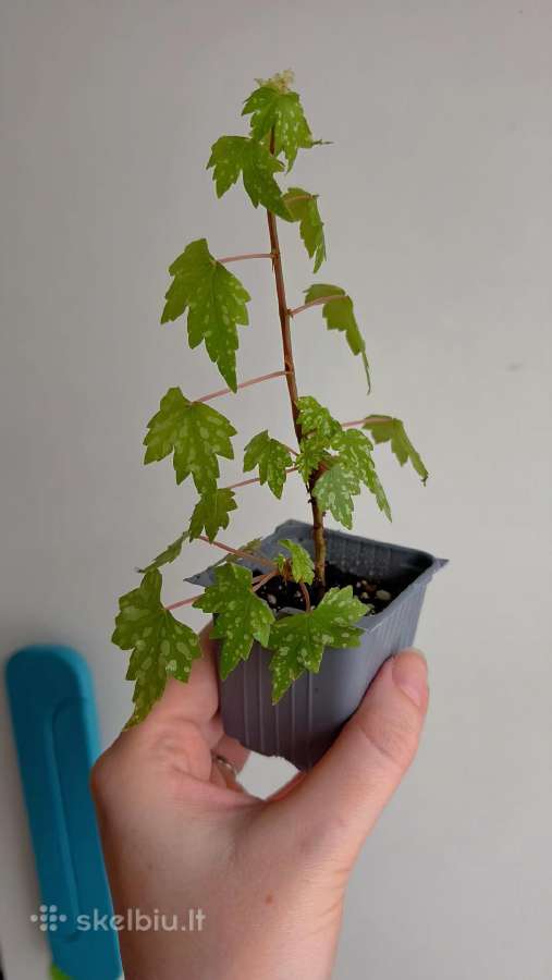 Begonia dregei glasgow - nuotraukos Nr. 2