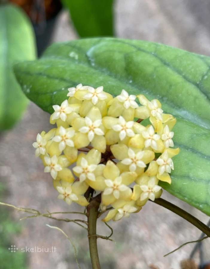 Hoya 's - nuotraukos Nr. 17