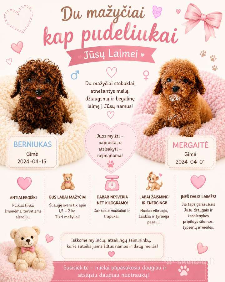Super mini mikro teacup pudeliukai - nuotraukos Nr. 2