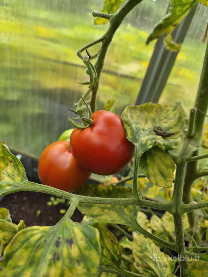 Pomidorai - nuotraukos Nr. 3