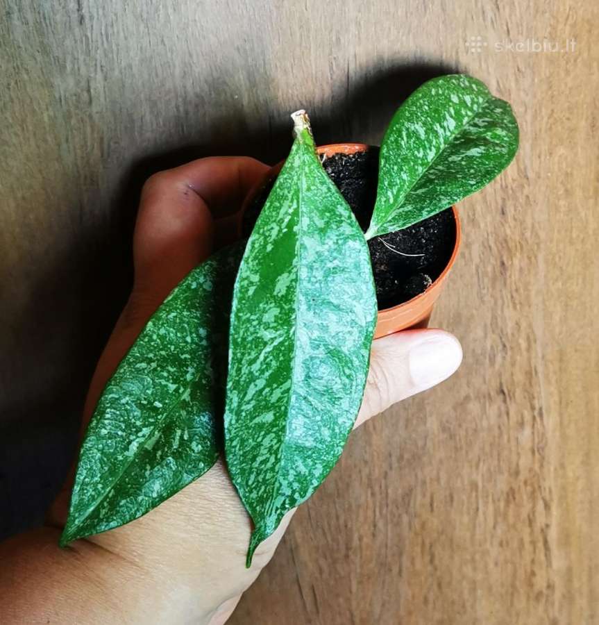 Hoya cystiantha splash - nuotraukos Nr. 2