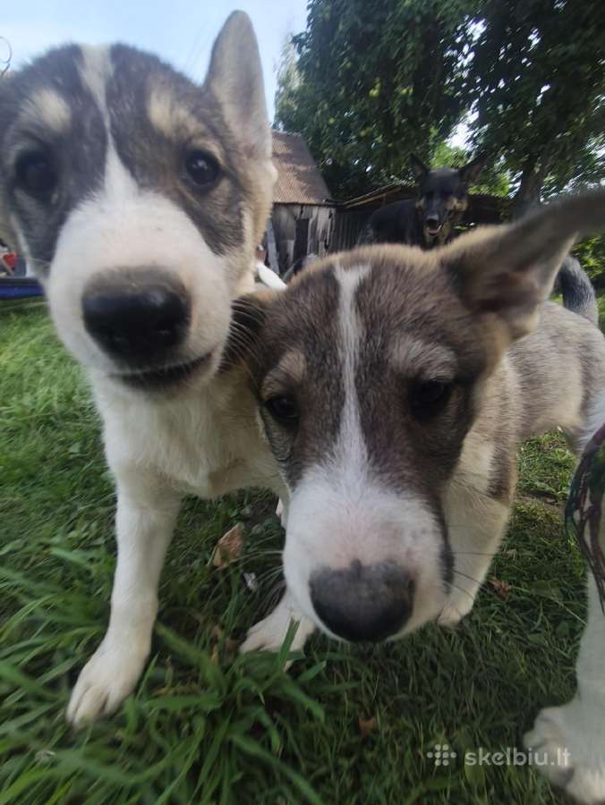 Vakarų Sibiro laika - nuotraukos Nr. 2