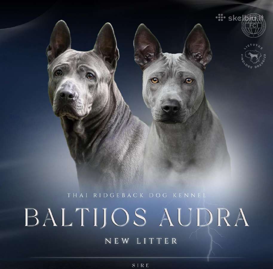 Tailando ridžbekas - nuotraukos Nr. 4