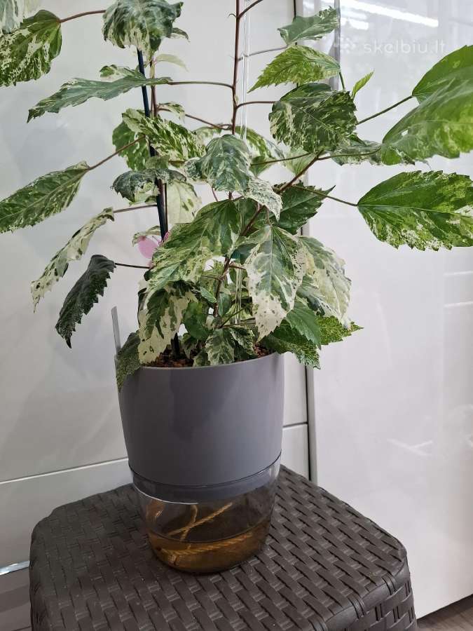 Hibiscus Rosa-sinensis Variegata - nuotraukos Nr. 2