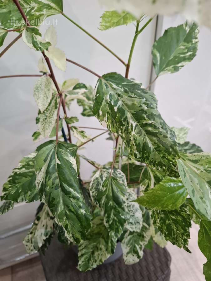 Hibiscus Rosa-sinensis Variegata - nuotraukos Nr. 3