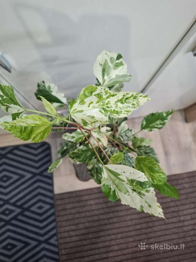 Hibiscus Rosa-sinensis Variegata - nuotraukos Nr. 4