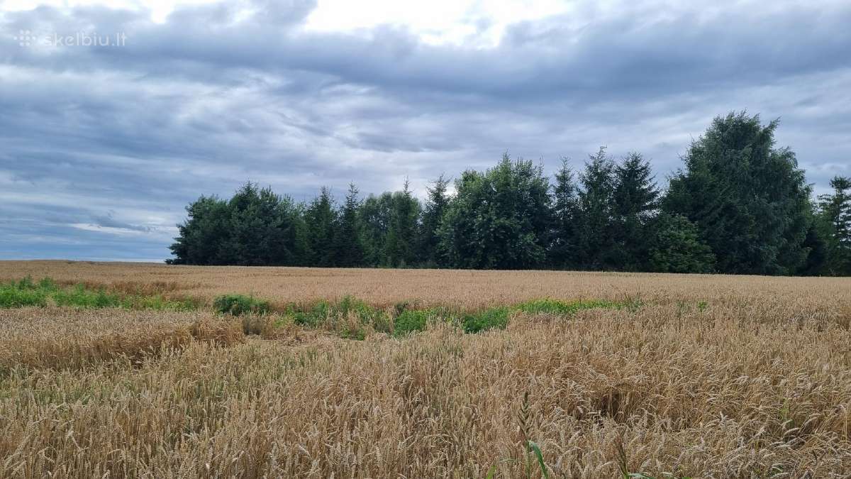 84 arų Nv sklypas Žinėnų km., Jonavos raj - nuotraukos Nr. 3