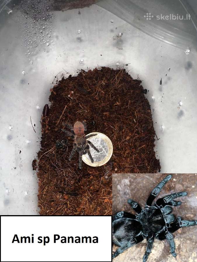 Įvairūs Tarantulai + skorpionas + šimtakojis - nuotraukos Nr. 6