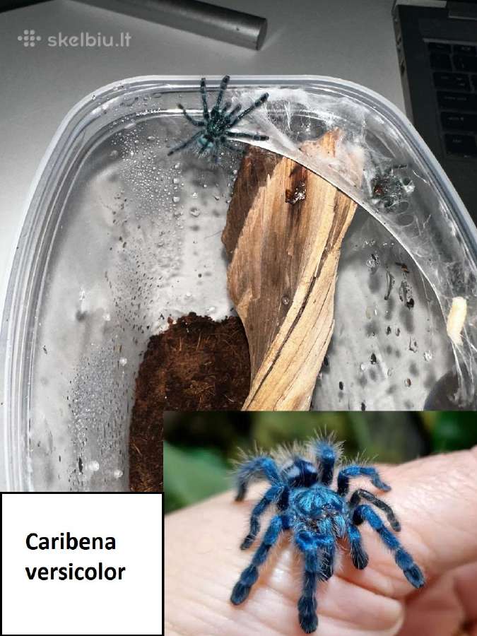 Įvairūs Tarantulai + skorpionas + šimtakojis - nuotraukos Nr. 7