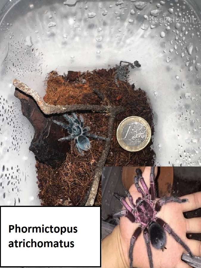 Įvairūs Tarantulai + skorpionas + šimtakojis - nuotraukos Nr. 8