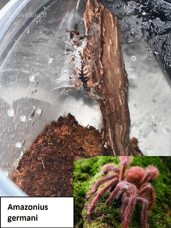 Įvairūs Tarantulai + skorpionas + šimtakojis - nuotraukos Nr. 9