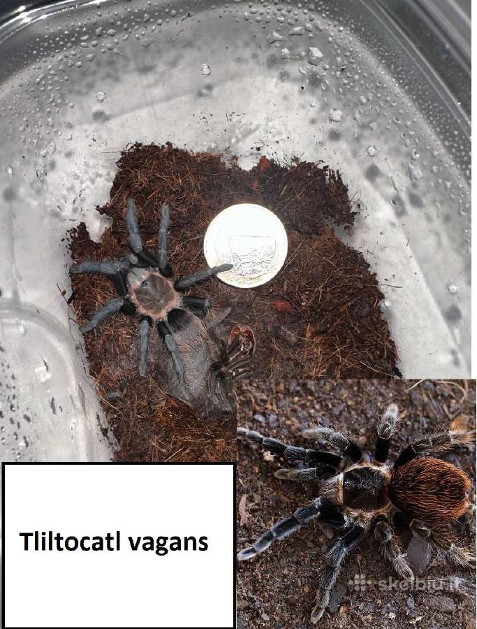 Įvairūs Tarantulai + skorpionas + šimtakojis - nuotraukos Nr. 10