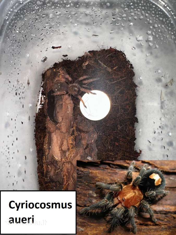 Įvairūs Tarantulai + skorpionas + šimtakojis - nuotraukos Nr. 11