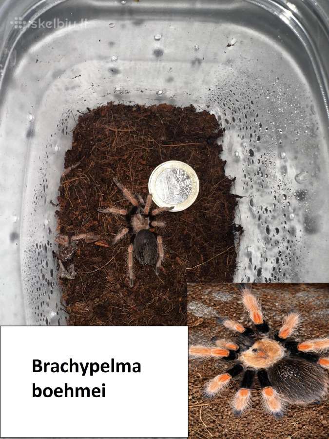 Įvairūs Tarantulai + skorpionas + šimtakojis - nuotraukos Nr. 12