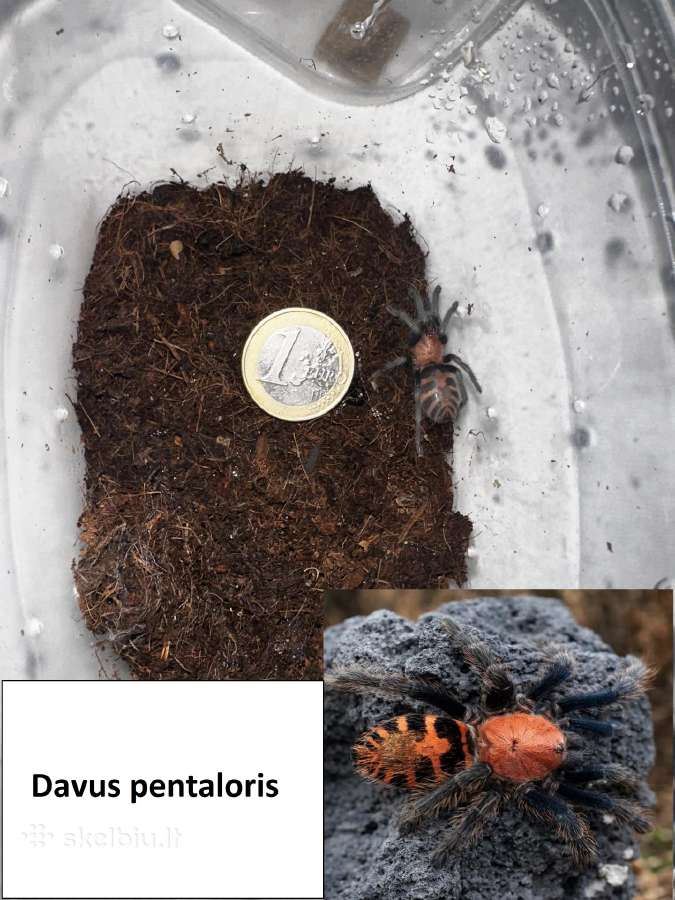 Įvairūs Tarantulai + skorpionas + šimtakojis - nuotraukos Nr. 13