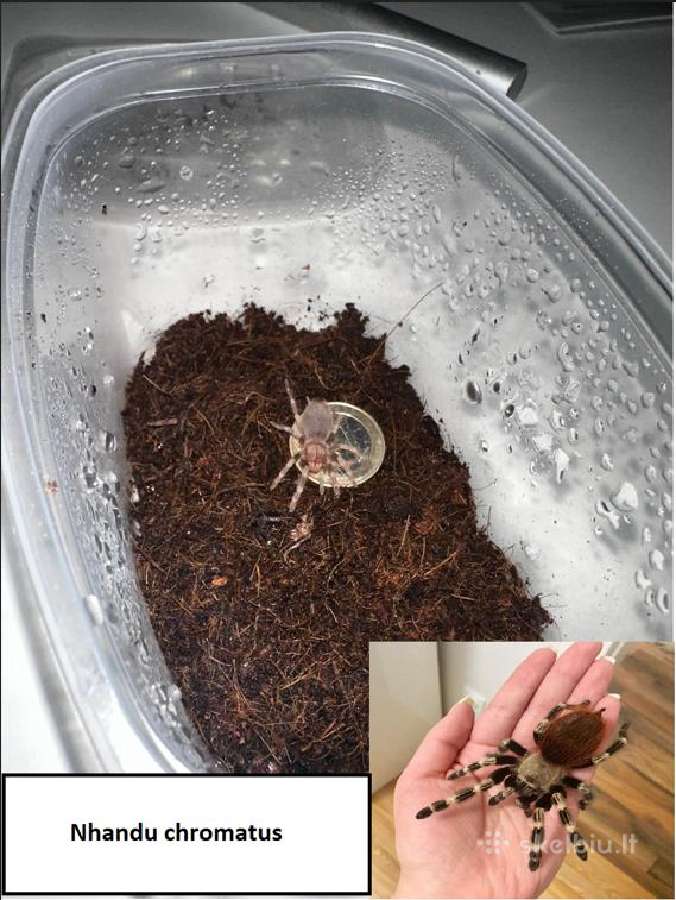Įvairūs Tarantulai + skorpionas + šimtakojis - nuotraukos Nr. 14