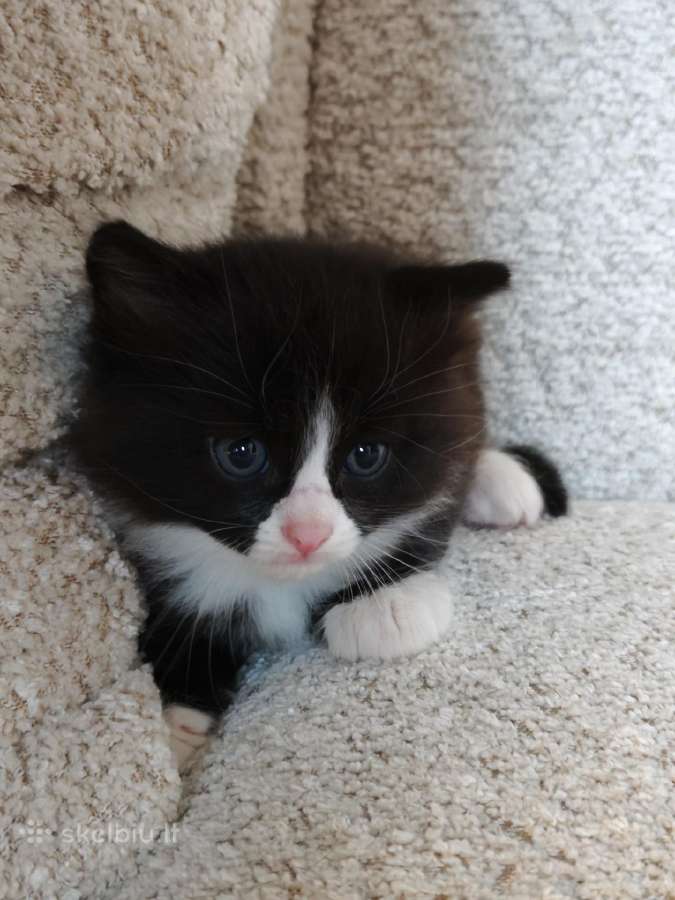 Dovanojami kačiukai! - nuotraukos Nr. 5