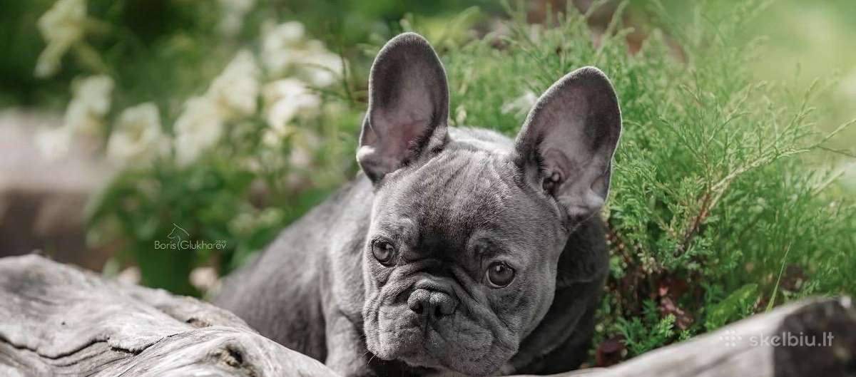 Kilmingi Prancuzu buldogai / French buldog - nuotraukos Nr. 3