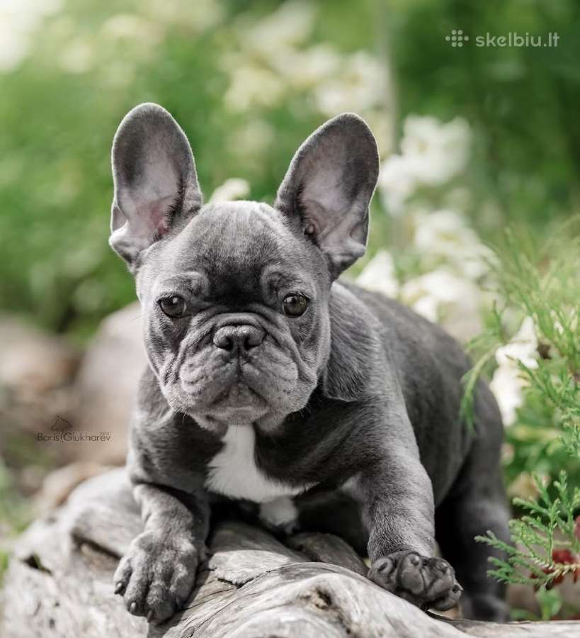 Kilmingi Prancuzu buldogai / French buldog - nuotraukos Nr. 4