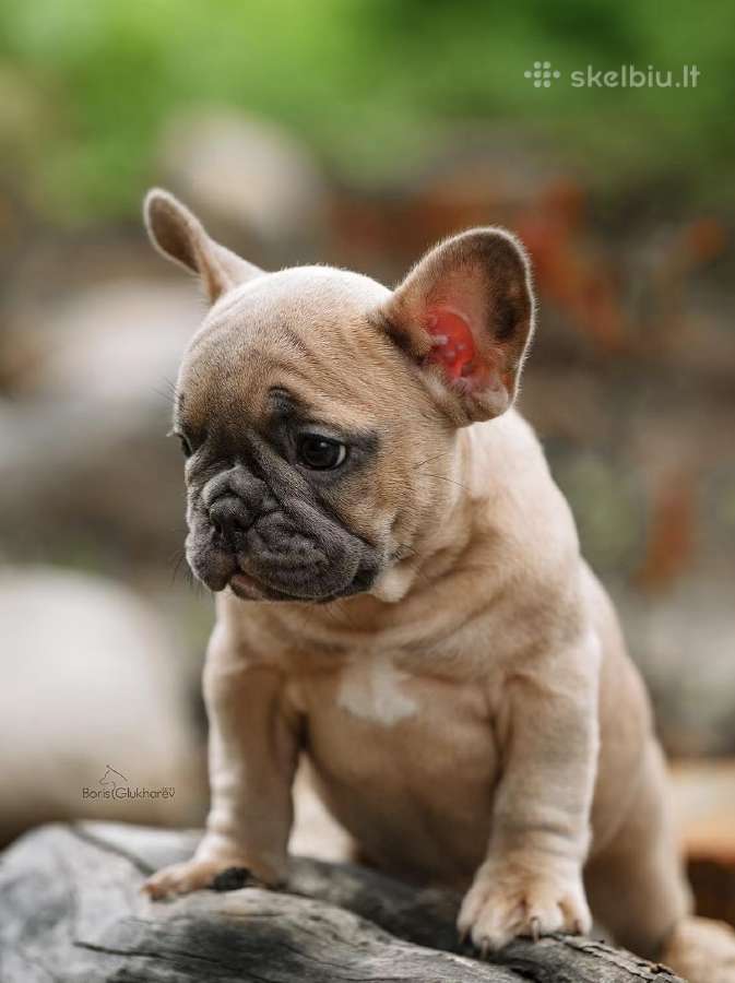 Kilmingi Prancuzu buldogai / French buldog - nuotraukos Nr. 2