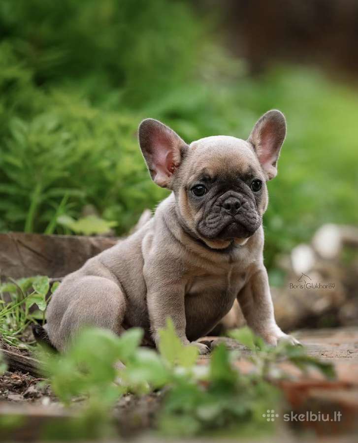 Kilmingi Prancuzu buldogai / French buldog - nuotraukos Nr. 5