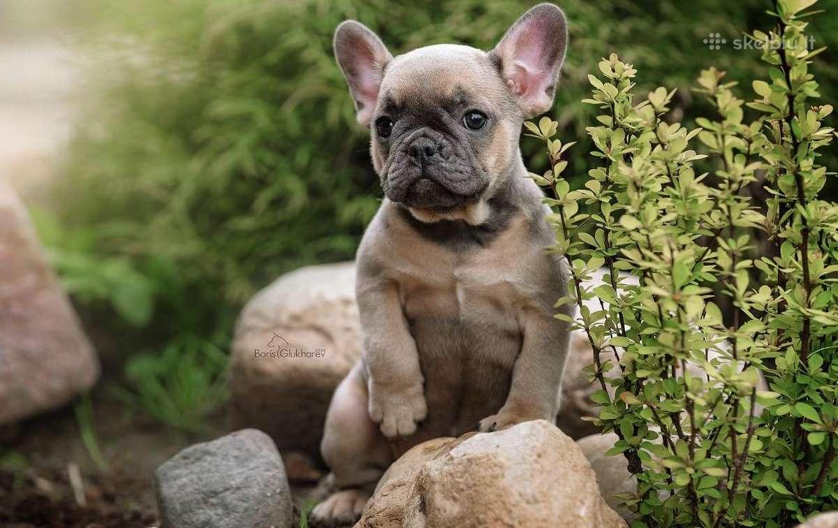 Kilmingi Prancuzu buldogai / French buldog - nuotraukos Nr. 6