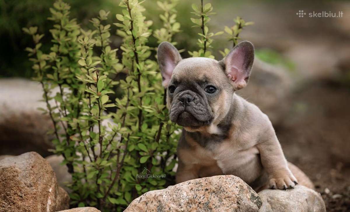 Kilmingi Prancuzu buldogai / French buldog - nuotraukos Nr. 8