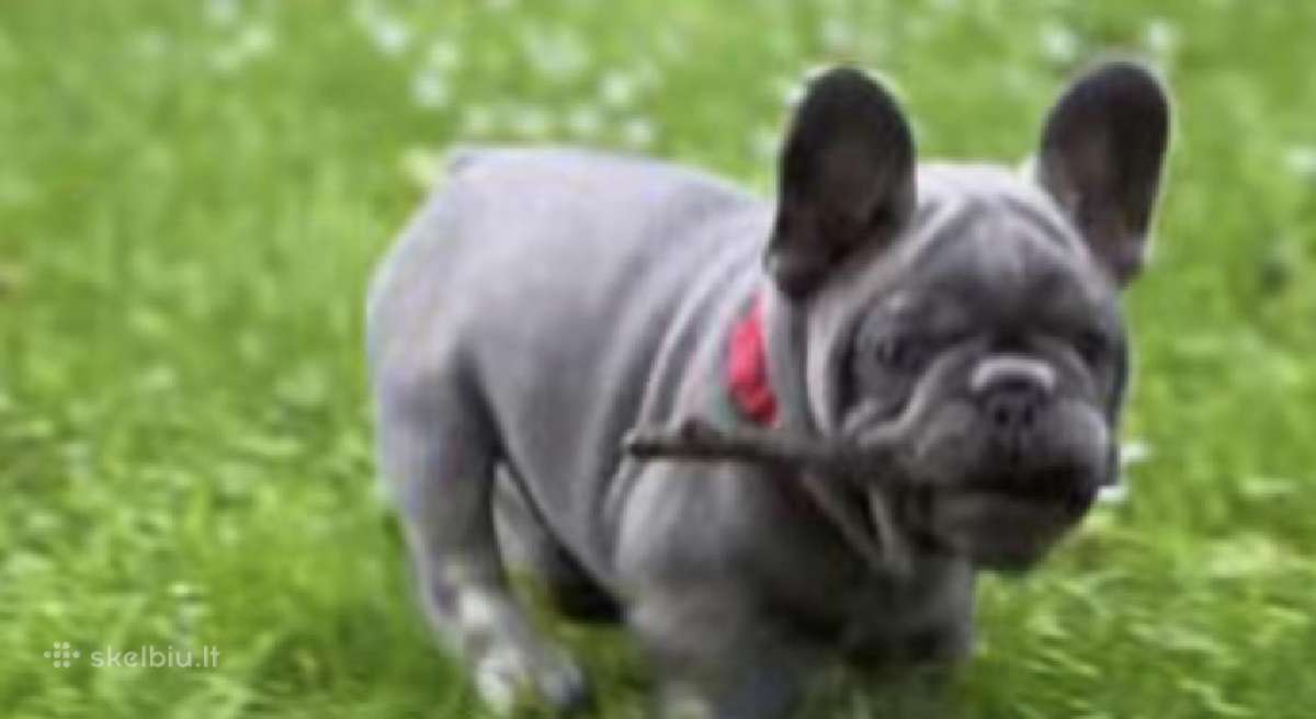 Kilmingi Prancuzu buldogai / French buldog - nuotraukos Nr. 7