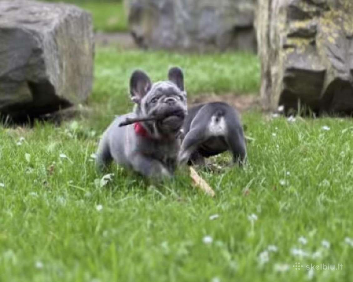 Kilmingi Prancuzu buldogai / French buldog - nuotraukos Nr. 9