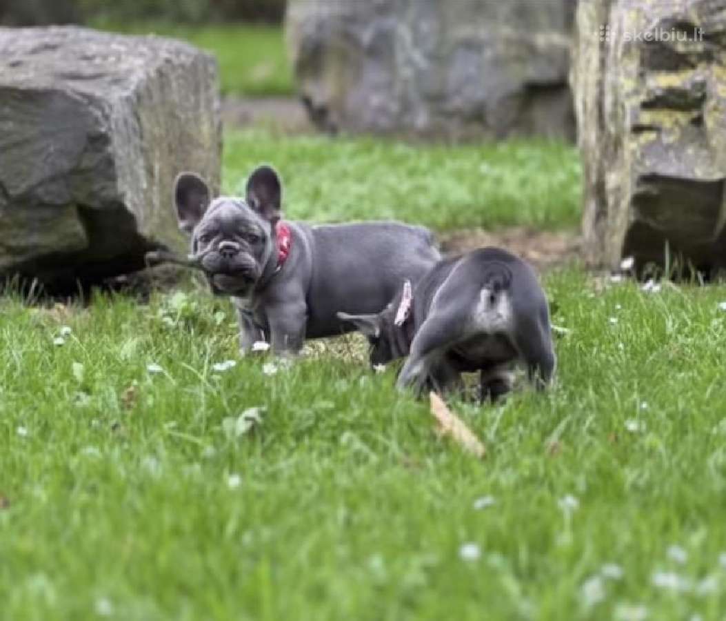 Kilmingi Prancuzu buldogai / French buldog - nuotraukos Nr. 10
