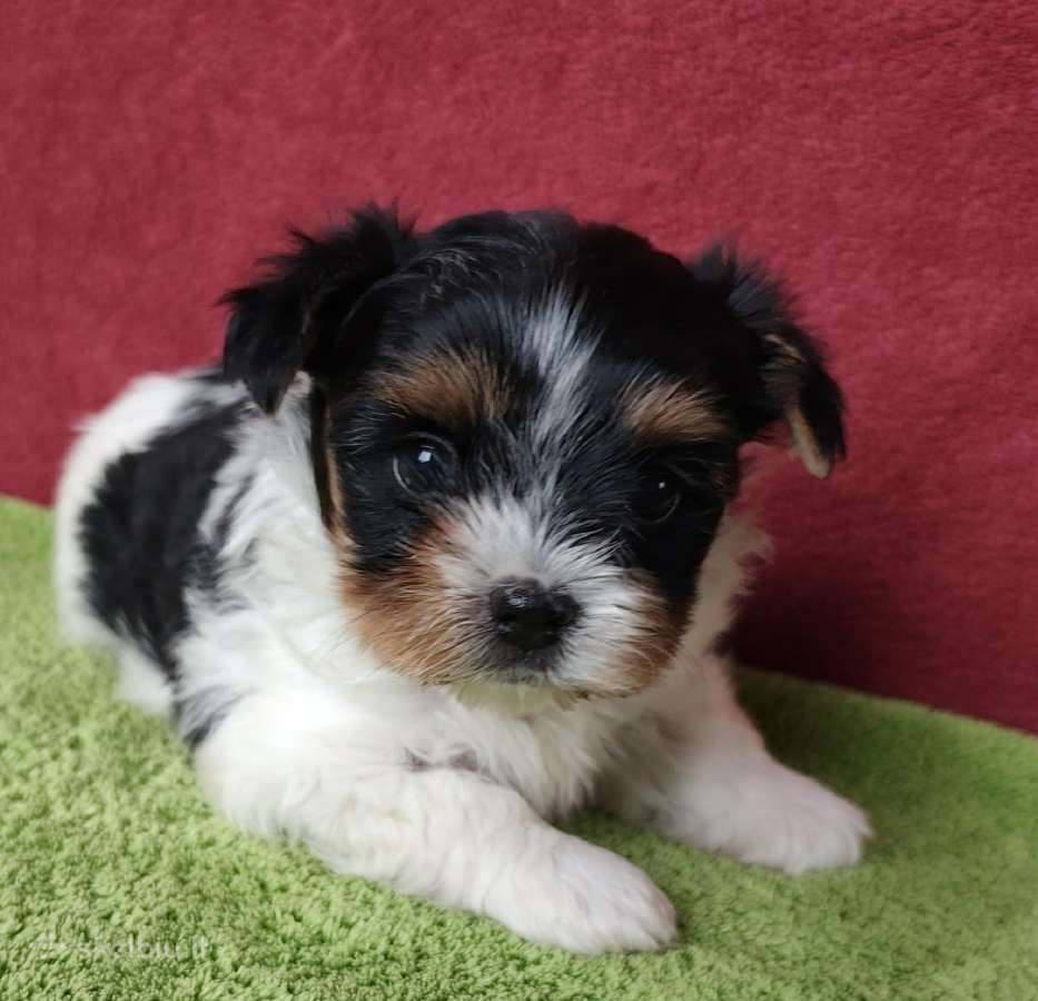 Biewer Yorkie - nuotraukos Nr. 2