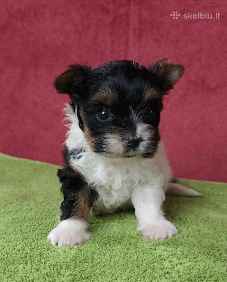 Biewer Yorkie - nuotraukos Nr. 3