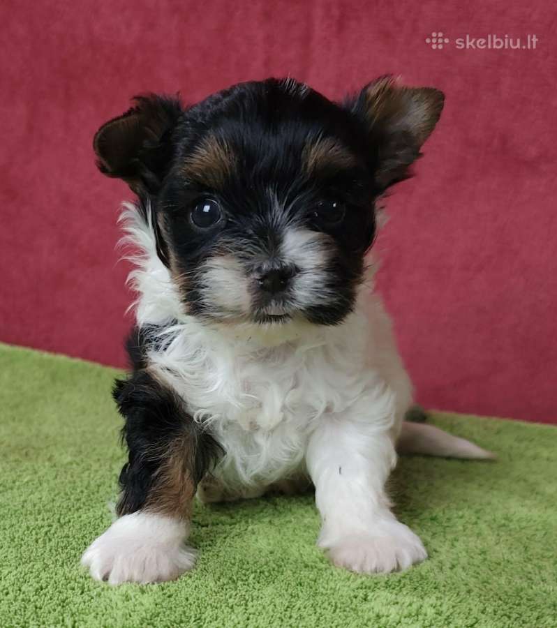 Biewer Yorkie - nuotraukos Nr. 4