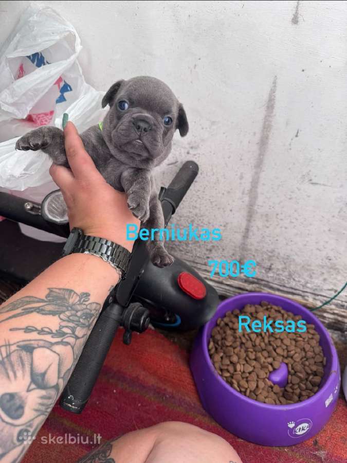 Parduodu šuniukus prancūzų buldogai - nuotraukos Nr. 3