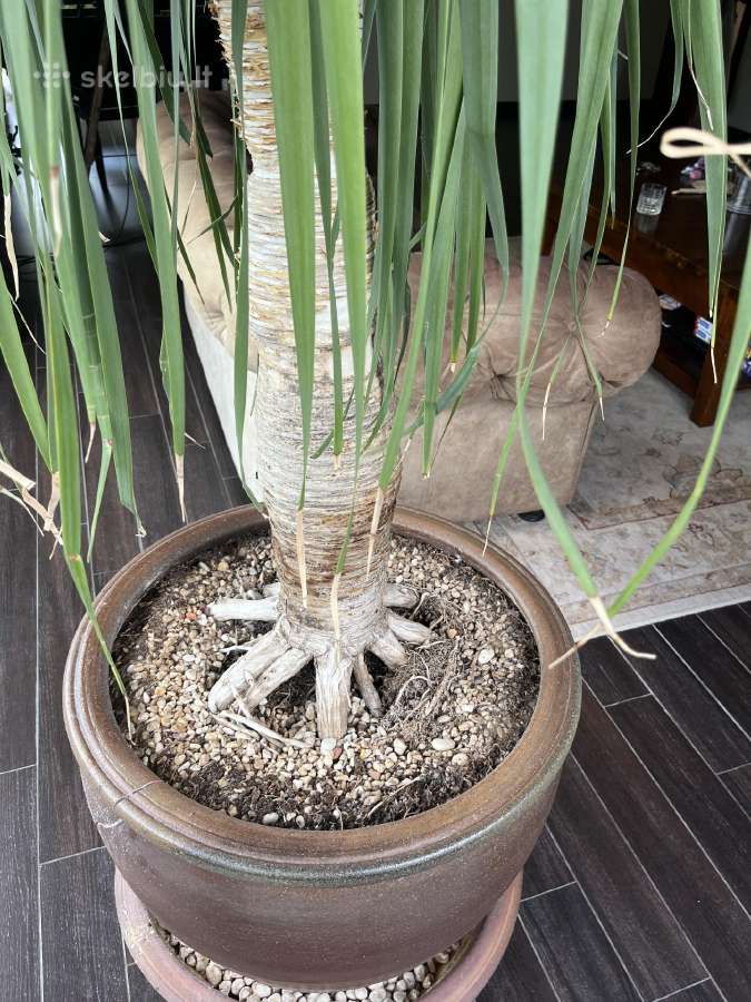 Dracaena draco ( drakonmedis) - nuotraukos Nr. 2
