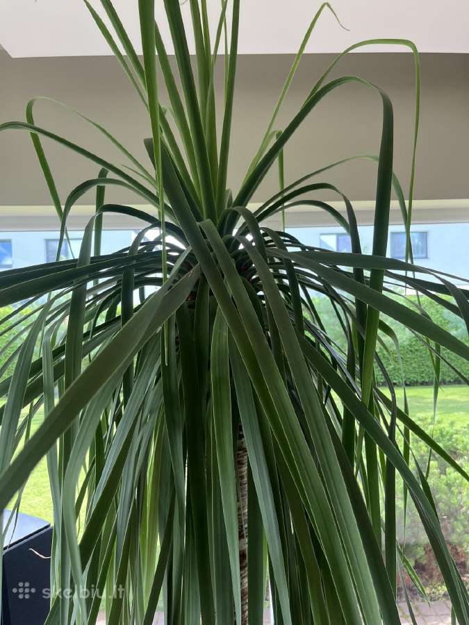 Dracaena draco ( drakonmedis) - nuotraukos Nr. 3