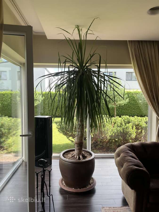 Dracaena draco ( drakonmedis) - nuotraukos Nr. 4