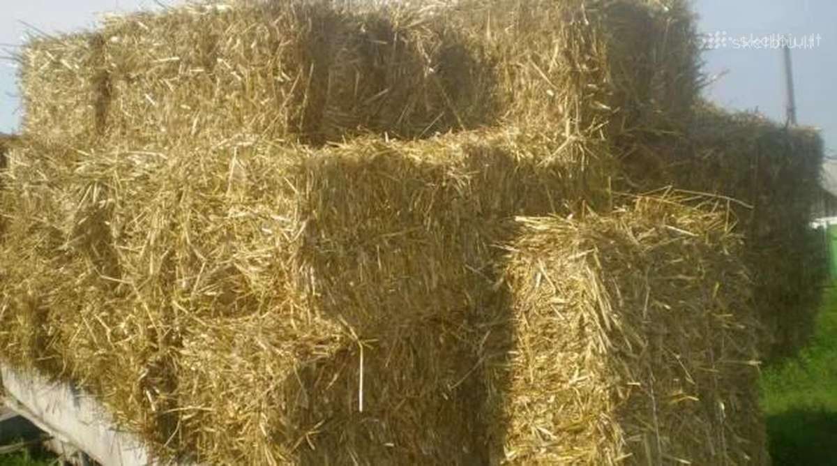 Avižos 40kg - nuotraukos Nr. 5